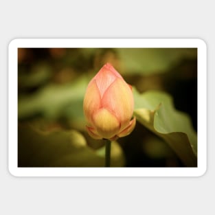 A Single Pink Lotus Bud Sticker